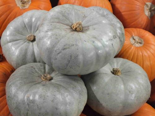 Сорта тыквы. Самые вкусные и сладкие сорта тыквы