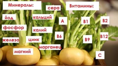 Репа польза для женщин. Польза и возможный вред репы для организма женщины