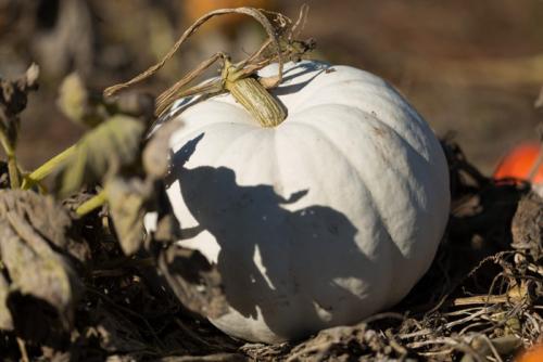 Сорта тыквы. Самые вкусные и сладкие сорта тыквы