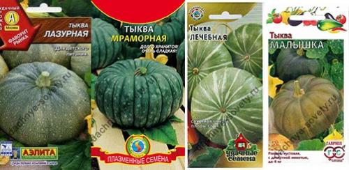 Тыква темно зеленого цвета сорт. Сортовое разнообразие зеленой тыквы с описанием и фото 01 Тыква темно зеленого цвета сорт. Сортовое разнообразие зеленой тыквы с описанием и фото 01