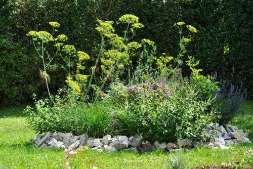 Какие растения можно выращивать на огороде в тени в открытом грунте