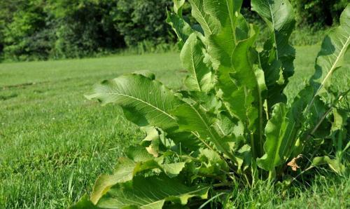 Какие растения можно выращивать на огороде в тени в открытом грунте