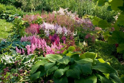 Какие растения лучше всего растут в полутенистых условиях