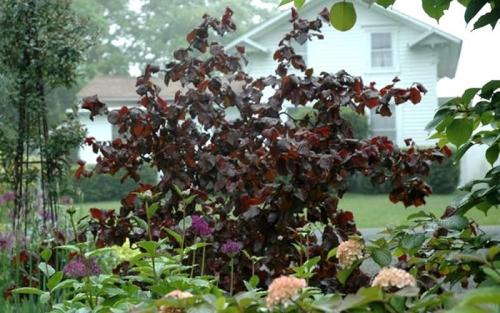 Какие растения лучше всего выбираются для тенистых участков на огороде