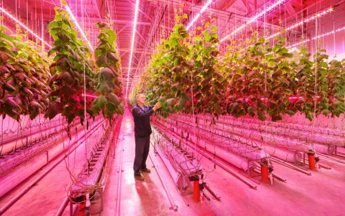 Какие овощи можно выращивать на участке, где они получают только солнечную радиацию в течение нескольких часов. Почему раньше в условиях закрытых пространств – городских ферм – не выращивали томаты и огурцы?