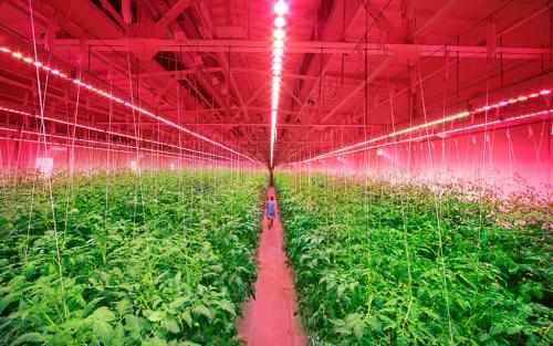 Какие овощи можно выращивать на участке, где они получают только солнечную радиацию в течение нескольких часов