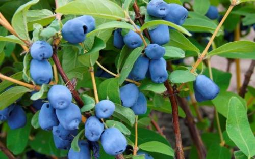 Как сделать свой огород более разнообразным с помощью растений, которые растут в тени 01