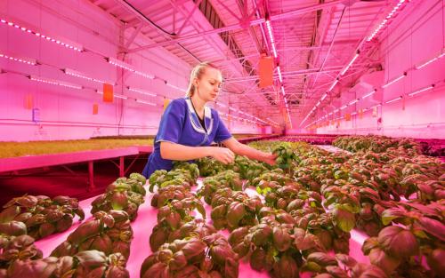 Какие овощи можно выращивать на участке, где они получают только солнечную радиацию в течение нескольких часов