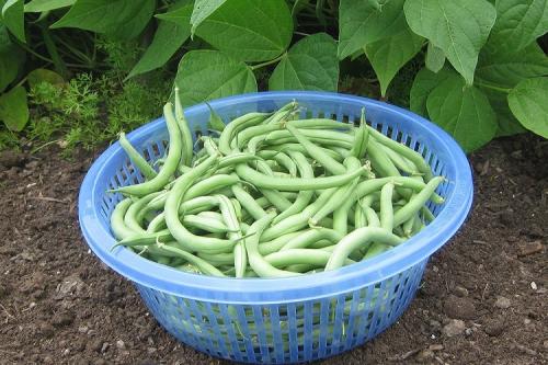 Как правильно ухаживать за овощными культурами для получения богатого урожая