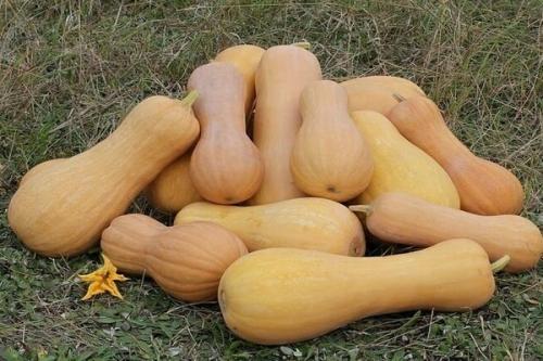 Посадка тыквы. Тыква: посадка и уход. Описание растения