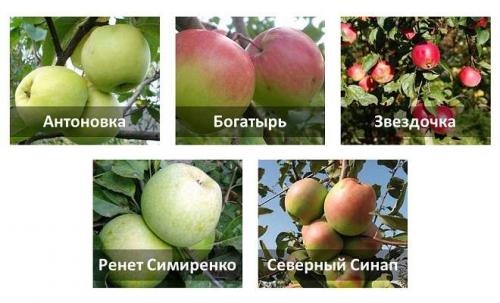 Как хранить яблоки в квартире. Что нужно учесть для сохранения урожая