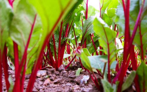 Какие овощи лучше всего выращивать в тени