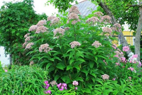 Как создать красивый сад в тени: выбор растений 05 Как создать красивый сад в тени: выбор растений 05