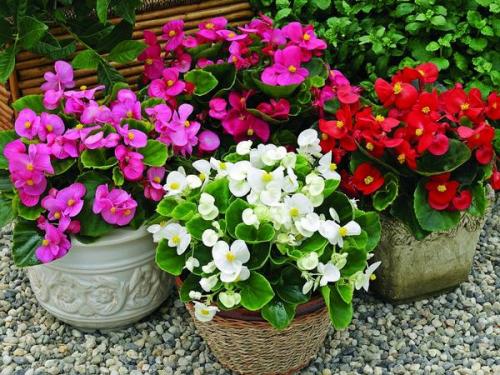 Какие растения можно выращивать в тени на северной стороне участка