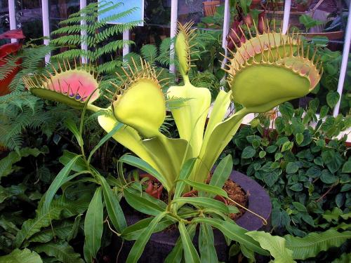 Как обеспечить достаточное количество света для растений, высаженных в полутени. Признаки избытка и недостатка света для растений.