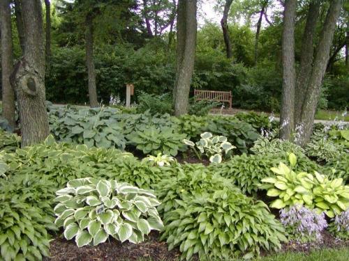 Какие растения можно высадить в полутени, чтобы они выглядели красиво весь год