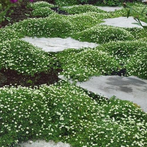 Какие растения можно выращивать в тени на северной стороне участка