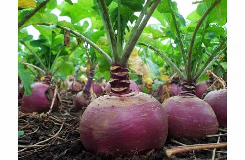 Выращивание репы и брюквы. Особенности выращивания репы и брюквы