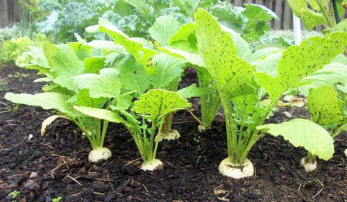 Выращивание репы и брюквы. Особенности выращивания репы и брюквы