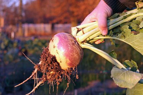 Выращивание репы и брюквы. Особенности выращивания репы и брюквы