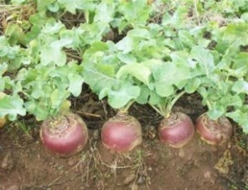 Брюква вильгельмсбургская. Брюква, выращивание и уход