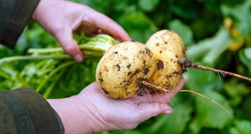 Выращивание репы и брюквы. Особенности выращивания репы и брюквы