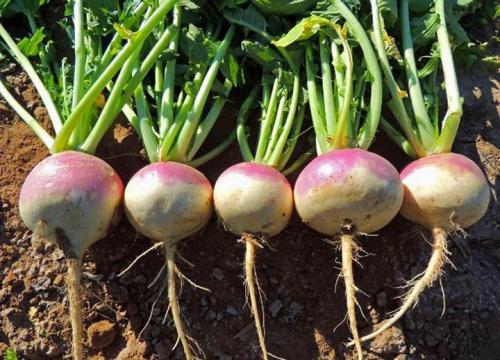 Выращивание репы и брюквы. Особенности выращивания репы и брюквы