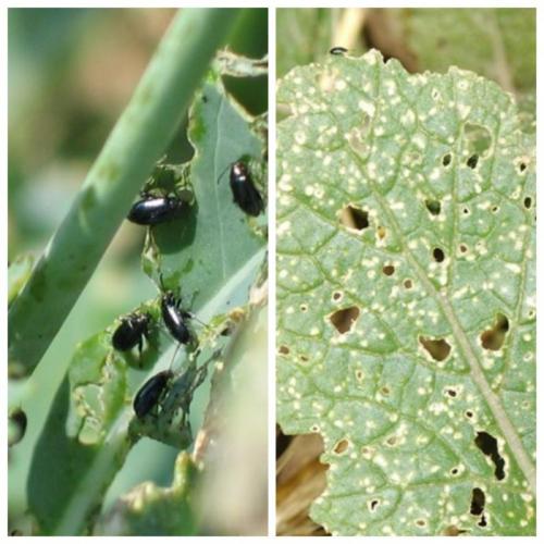 Болезни и вредители репы. Опасные болезни и вредители для репы. Советы и рекомендации