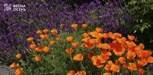 Какие овощи выращивать на солнце для получения максимального содержания витаминов