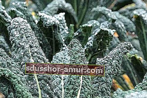 Расти фрукты и ягоды в тени: советы и рекомендации 05 Расти фрукты и ягоды в тени: советы и рекомендации 05