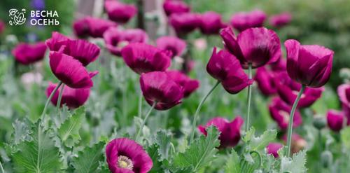 Выращивайте эти овощи на солнце для максимального урожая 06 Выращивайте эти овощи на солнце для максимального урожая 06