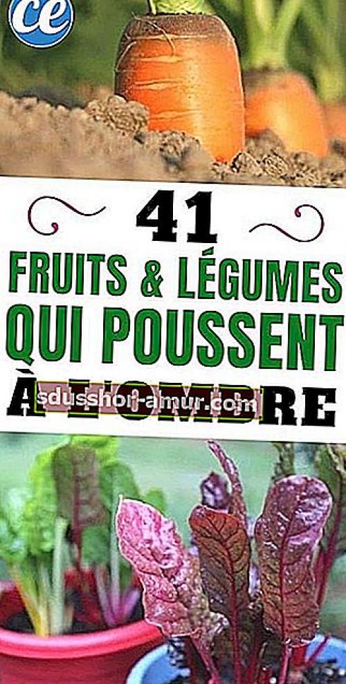 Расти фрукты и ягоды в тени: советы и рекомендации 04 Расти фрукты и ягоды в тени: советы и рекомендации 04