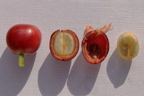 Семена кофе. Выращивание кофейного дерева из зерен