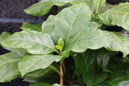 Семена кофе. Выращивание кофейного дерева из зерен