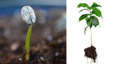 Как вырастить кофе дома. Как вырастить кофейное дерево своими руками 04