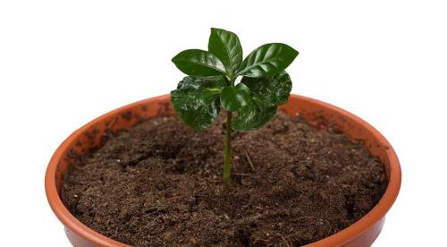 Как вырастить кофе дома. Как вырастить кофейное дерево своими руками 05