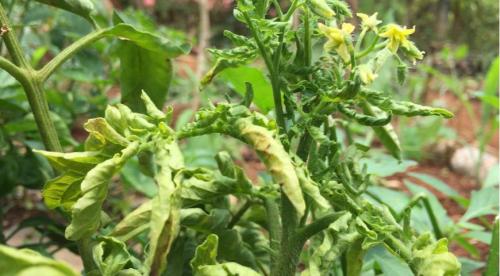 Почему внутри помидоры белые внутри. Почему у плодов томатов образуются белые прожилки внутри 24