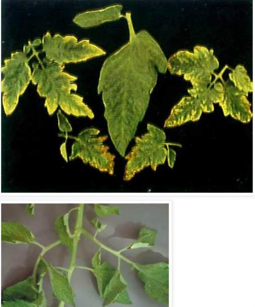 Отмирает точка роста у томатов. Чего не хватает томатам