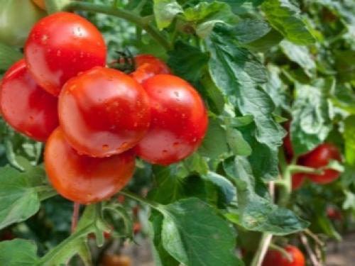 Почему внутри помидоры белые внутри. Почему у плодов томатов образуются белые прожилки внутри 14