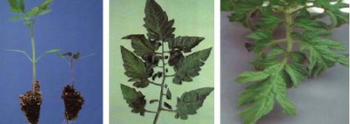 Отмирает точка роста у томатов. Чего не хватает томатам