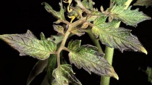 Светлеют верхушки помидор. Как определить чего не хватает томатам по цвету листьев — инструкция, как диагностировать и устранить дефицит микроэлементов у помидор