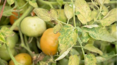 Почему внутри помидоры белые внутри. Почему у плодов томатов образуются белые прожилки внутри 18