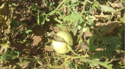 Почему внутри помидоры белые внутри. Почему у плодов томатов образуются белые прожилки внутри 23