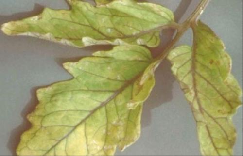 Отмирает точка роста у томатов. Чего не хватает томатам