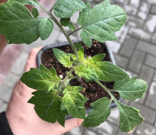 Светлеют верхушки помидор. Как определить чего не хватает томатам по цвету листьев — инструкция, как диагностировать и устранить дефицит микроэлементов у помидор