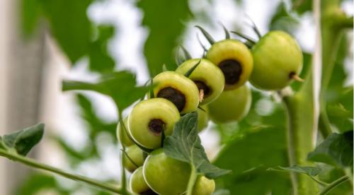 Почему внутри помидоры белые внутри. Почему у плодов томатов образуются белые прожилки внутри 21