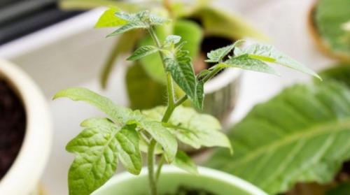Верхушки томатов бледно зеленые. Почему рассада помидоров бледная и чем ее подкормить?