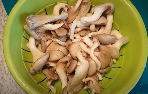 Как приготовить грибы вешенки вкусно на сковороде. Вешенки с луком, жареные на сковороде — 6 вкусных рецептов