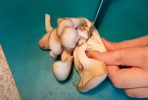 Как жарить вешенки с луком. Вешенки с луком, жареные на сковороде — 6 вкусных рецептов