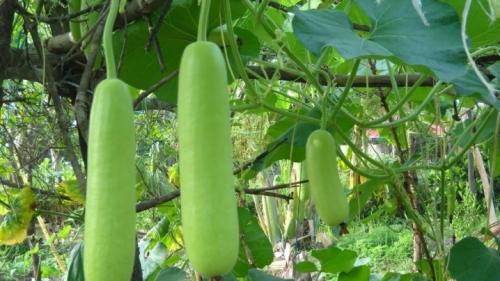 Какие бывают тыквы по цвету. Ботаническое описание 13